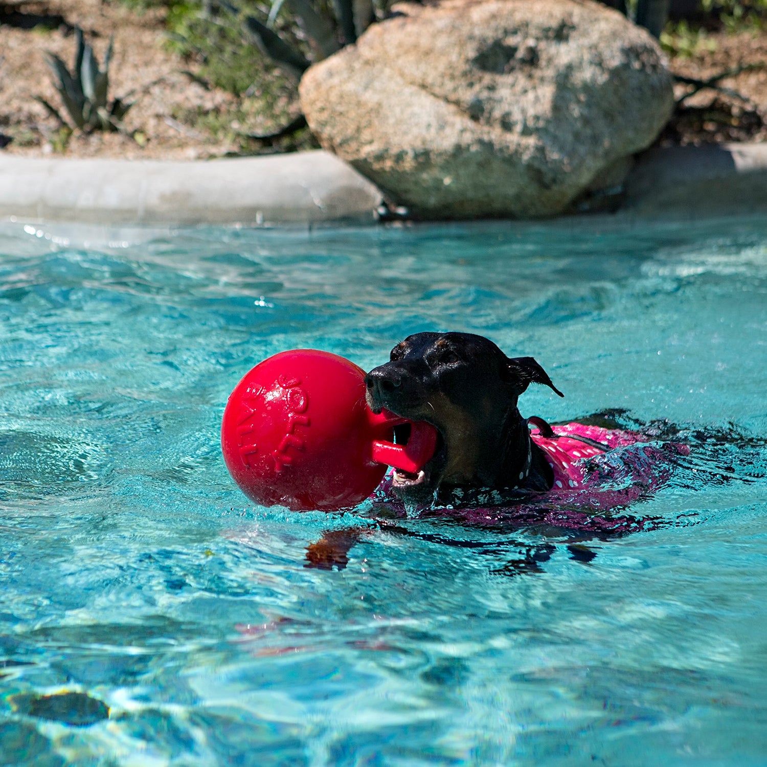 Tug-n-Toss.jpg