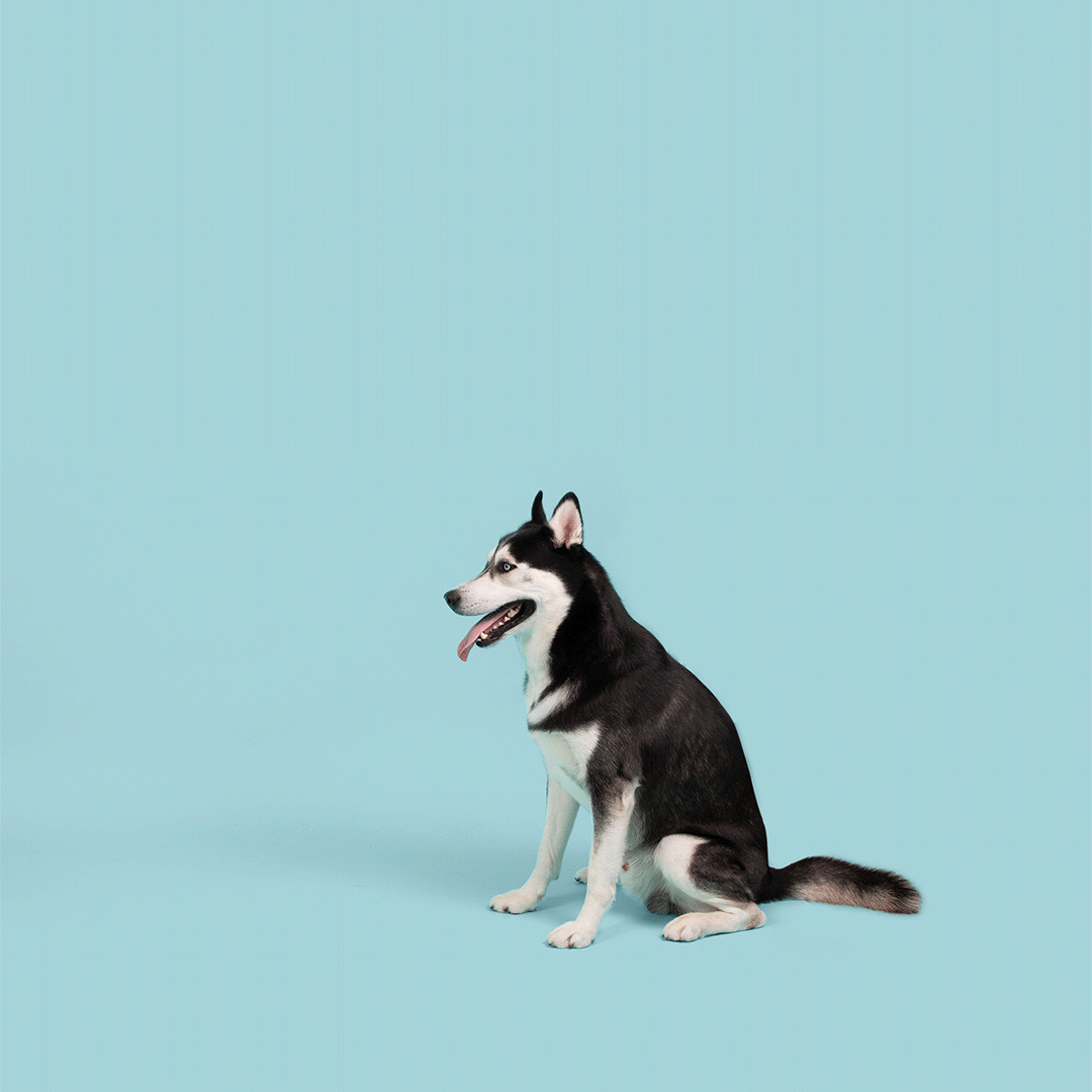 hi_res-e1-JollyPets_r1_CATCHFRISBEE.gif